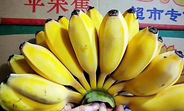 苹果蕉